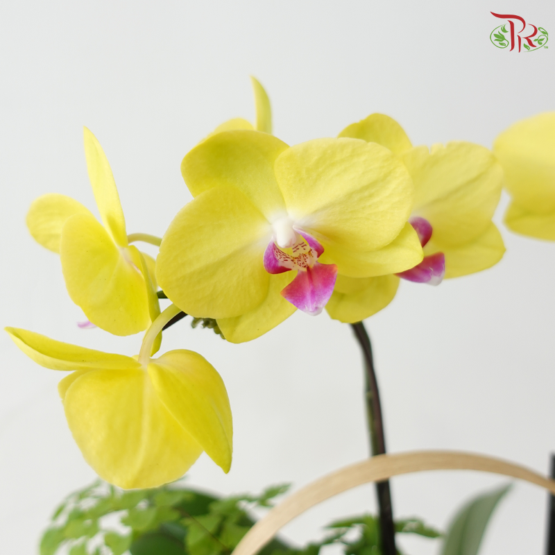 Whisper of Serenity Orchids Arrangement