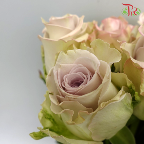 Rose - Raindance (10 Stems) - Pudu Ria Florist