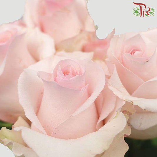 Ceres Rose - Lorraine (10 Stems) - Pudu Ria Florist