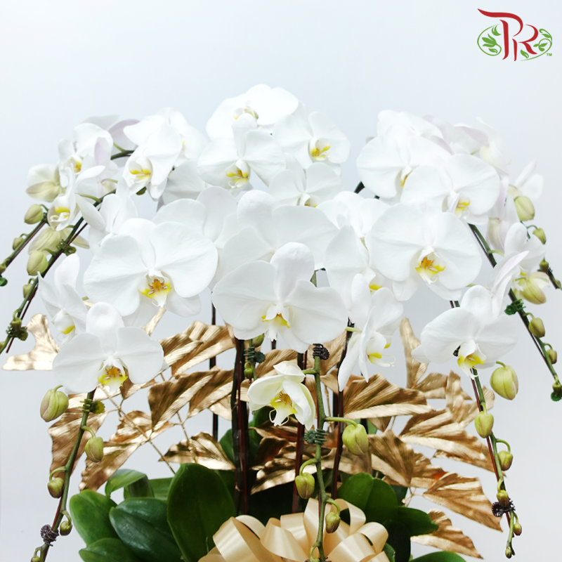 8in1 Premium Orchids Arrangement in Tall Pot XY-A12 Beige (With Decor Options) (Random Choose Orchid Colour & Design)-Pudu Ria Florist-prflorist.com.my