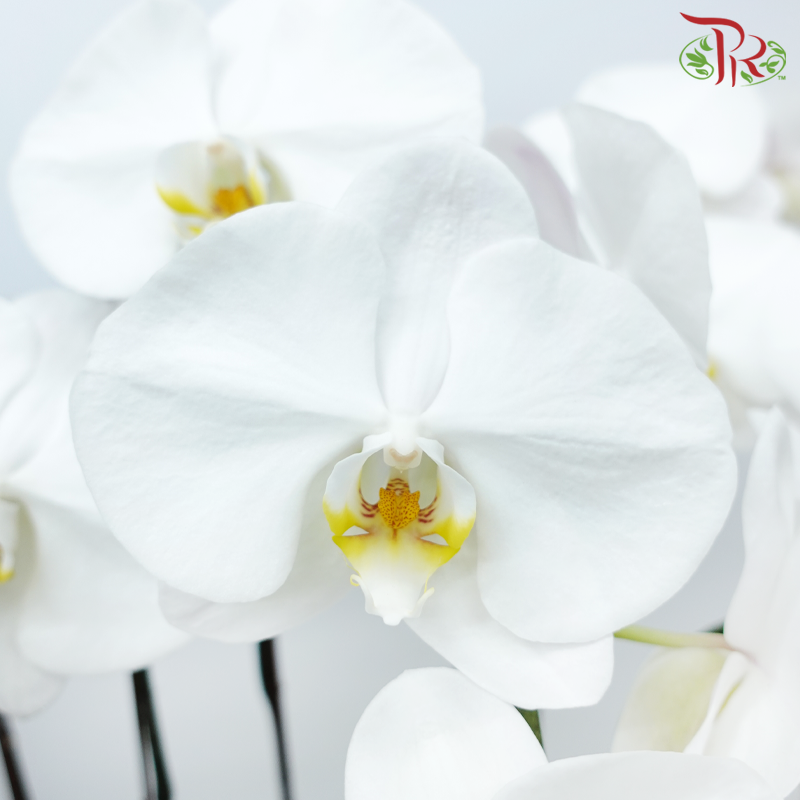 8in1 Premium Orchids Arrangement in Tall Pot XY-A12 Beige (With Decor Options) (Random Choose Orchid Colour & Design)-Pudu Ria Florist-prflorist.com.my