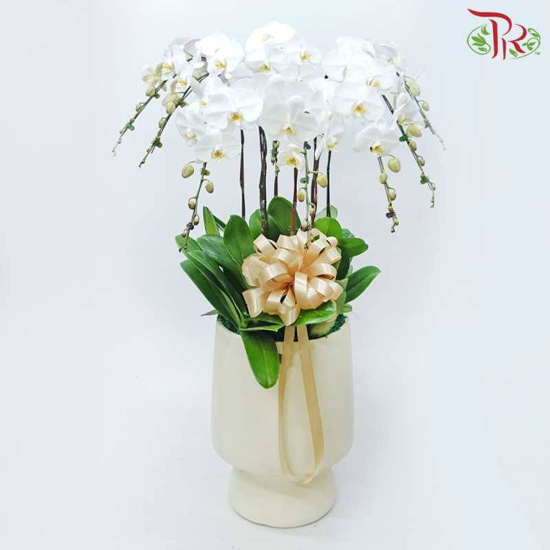 8in1 Premium Orchids Arrangement in Tall Pot XY-A12 Beige (With Decor Options) (Random Choose Orchid Colour & Design)-Without Gold Leaf Decor-Pudu Ria Florist-prflorist.com.my