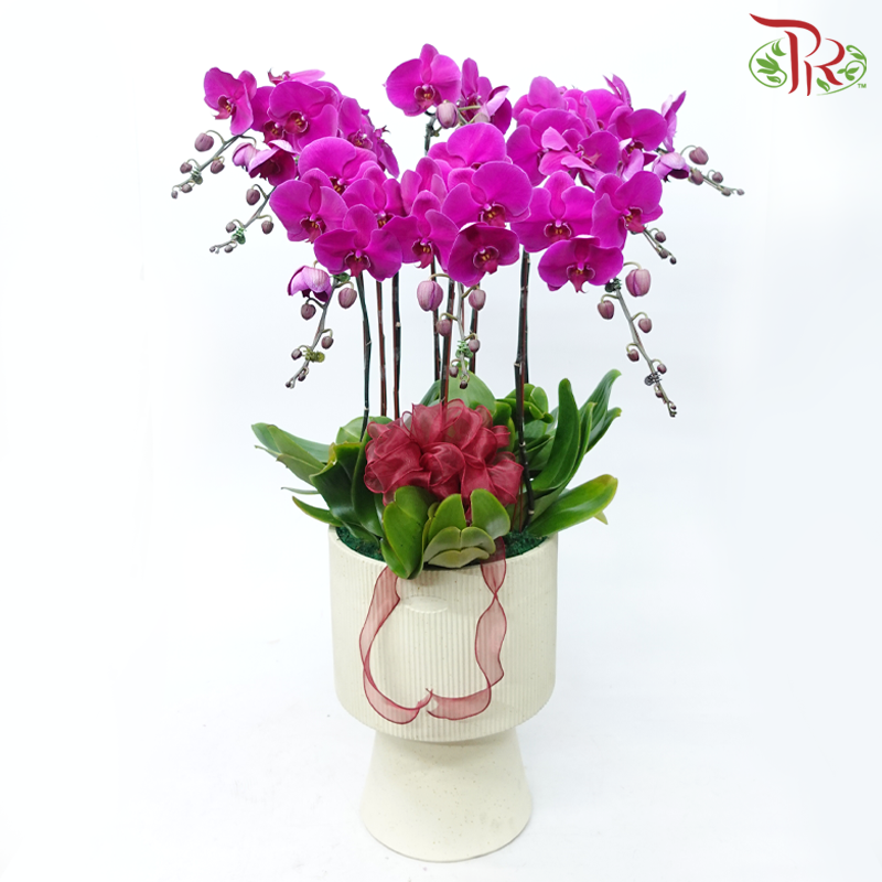 8in1 Premium Orchids Arrangement in Tall Pot XY-A19 (With Decor Options) (Random Choose Orchid Colour & Design)-Pudu Ria Florist-prflorist.com.my