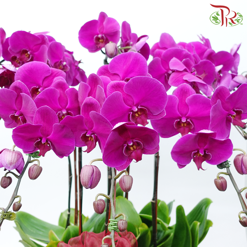 8in1 Premium Orchids Arrangement in Tall Pot XY-A19 (With Decor Options) (Random Choose Orchid Colour & Design)-Pudu Ria Florist-prflorist.com.my