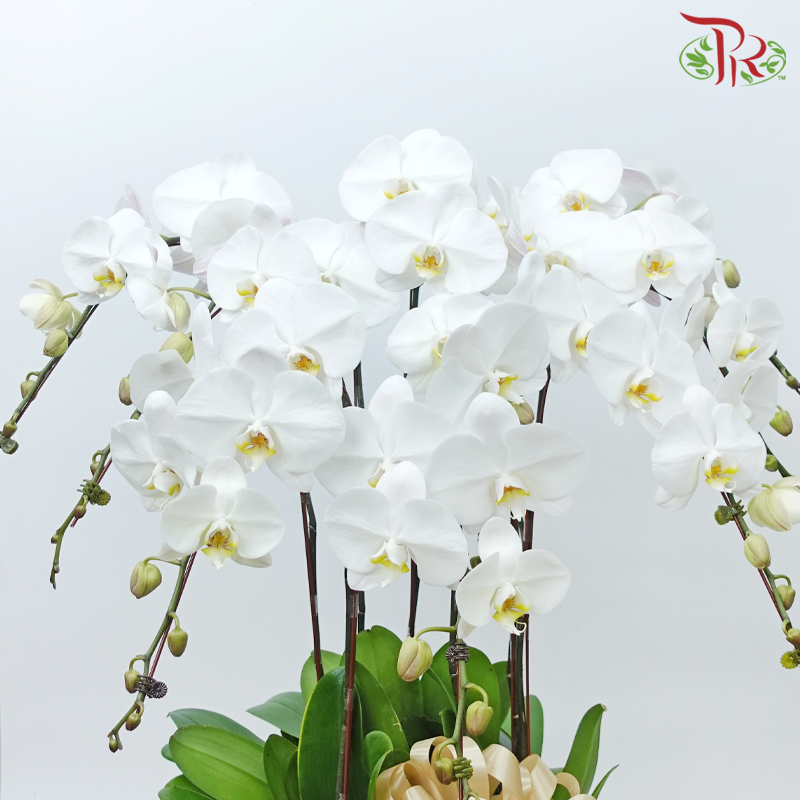 8in1 Premium Orchids Arrangement in Tall Pot XY-A19 (With Decor Options) (Random Choose Orchid Colour & Design)-Pudu Ria Florist-prflorist.com.my