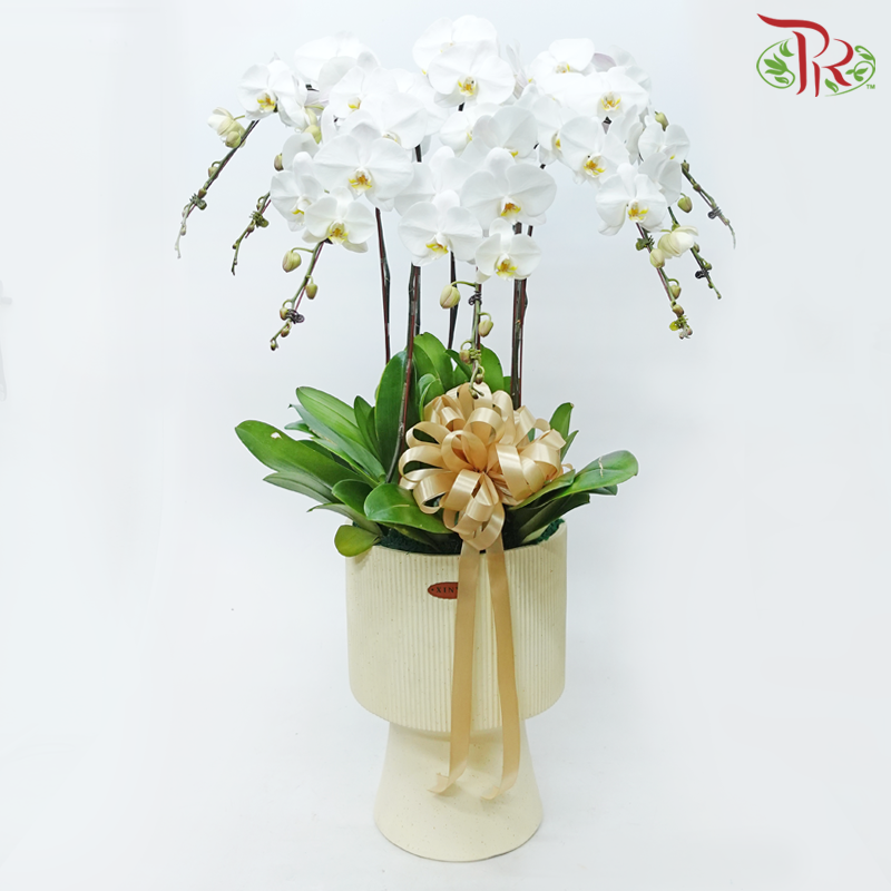 8in1 Premium Orchids Arrangement in Tall Pot XY-A19 (With Decor Options) (Random Choose Orchid Colour & Design)-Without Gold Leaf Decor-Pudu Ria Florist-prflorist.com.my