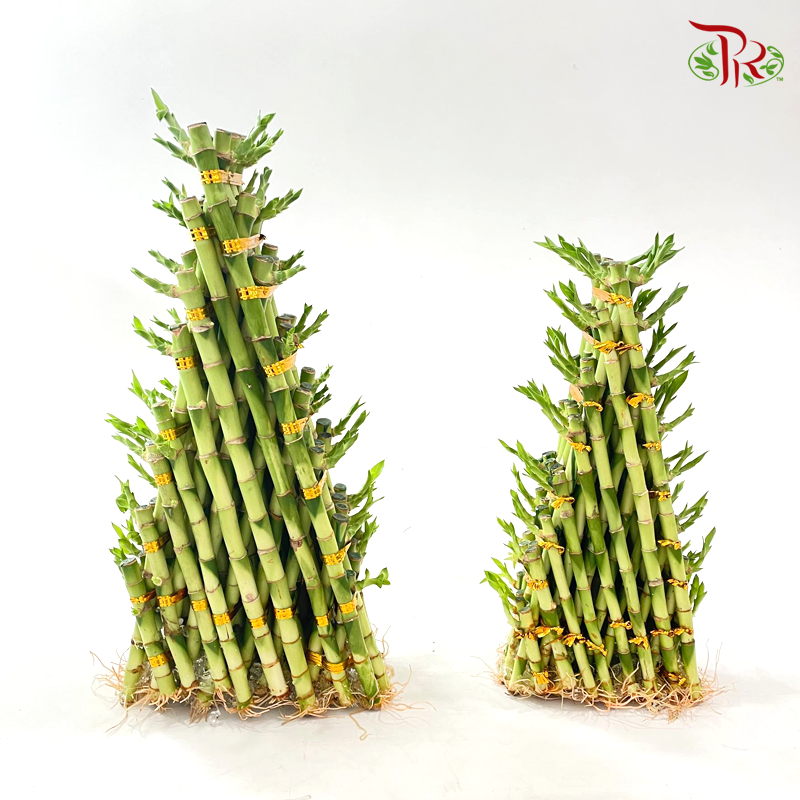 8 Golden Triangle Bamboo (30cm/ 40cm)