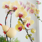【Mum's Series】Fortune & Longevity 《福寿安康》