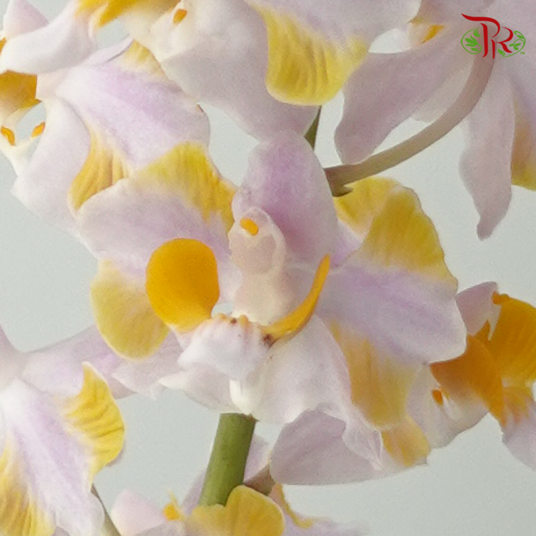 Mokara Orchid- Itten Purple Dhovo (5 Stems)