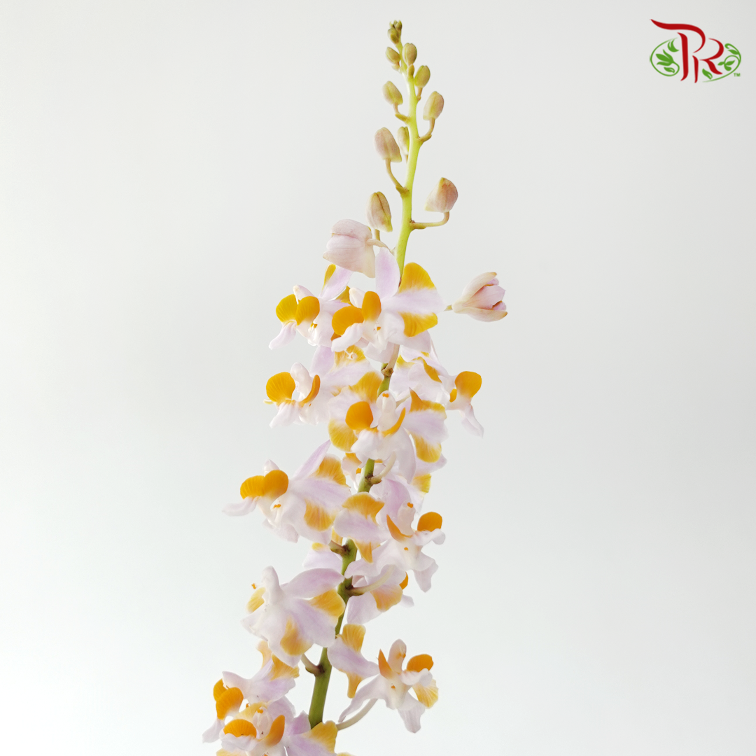 Mokara Orchid- Itten Purple Dhovo (5 Stems)