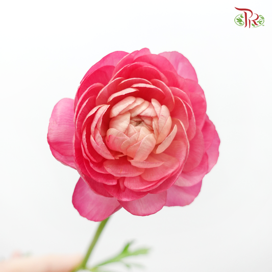 Ranunculus - Cherry Pink (10 Stems) *Small Bud (Fragile) - Pudu Ria Florist