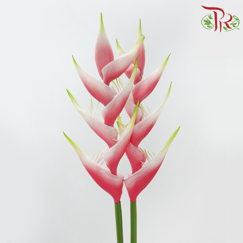 90cm - Artificial Heliconia Spray - Pink (2 Stems)