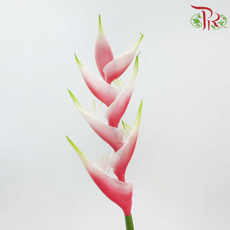 90cm - Artificial Heliconia Spray - Pink (2 Stems)