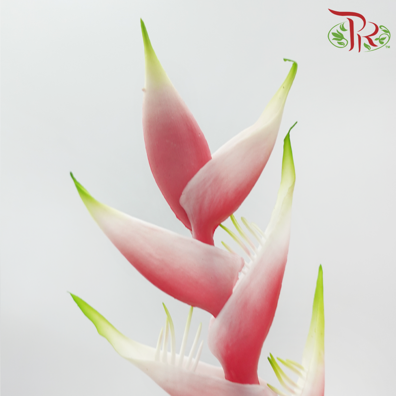 90cm - Artificial Heliconia Spray - Pink (2 Stems)