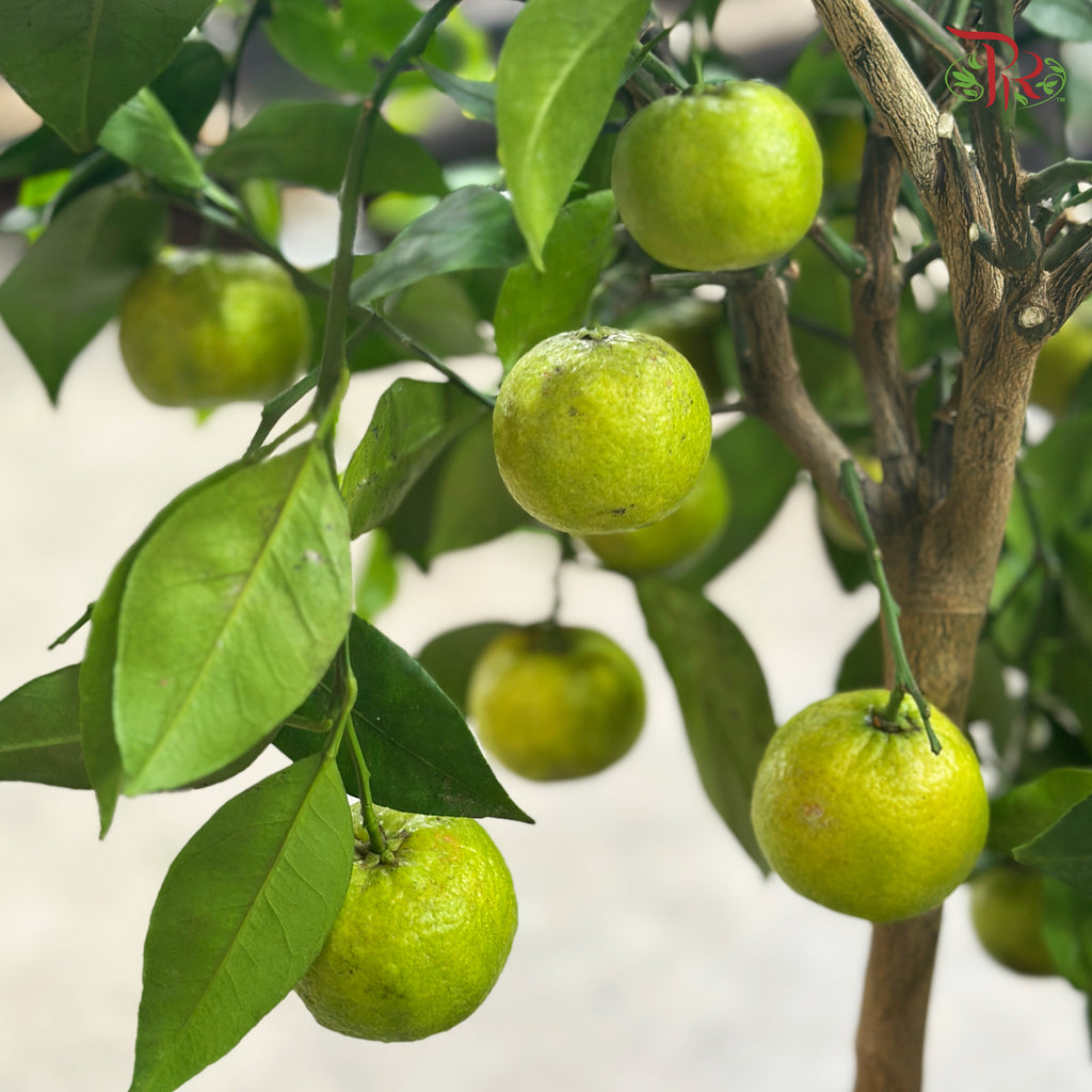 Citrus Microcarpa p190 - 70cm《金橘》