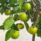 Citrus Microcarpa p190 - 70cm《金橘》