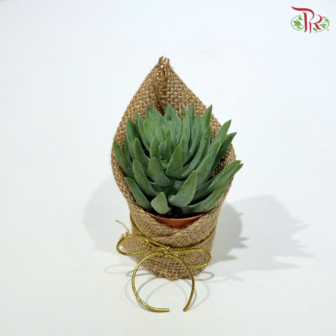 Succulent Plant Arrangement (Random Choose Succulent)