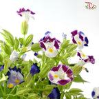 Torenia P150 夏堇 J01
