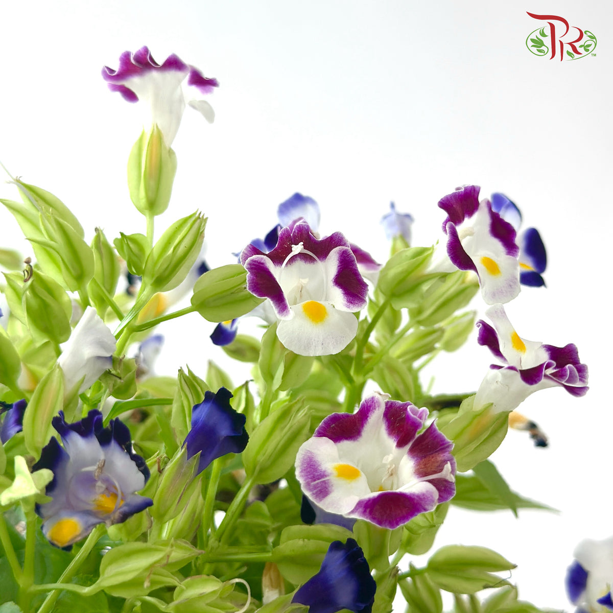 Torenia P150 夏堇 J01