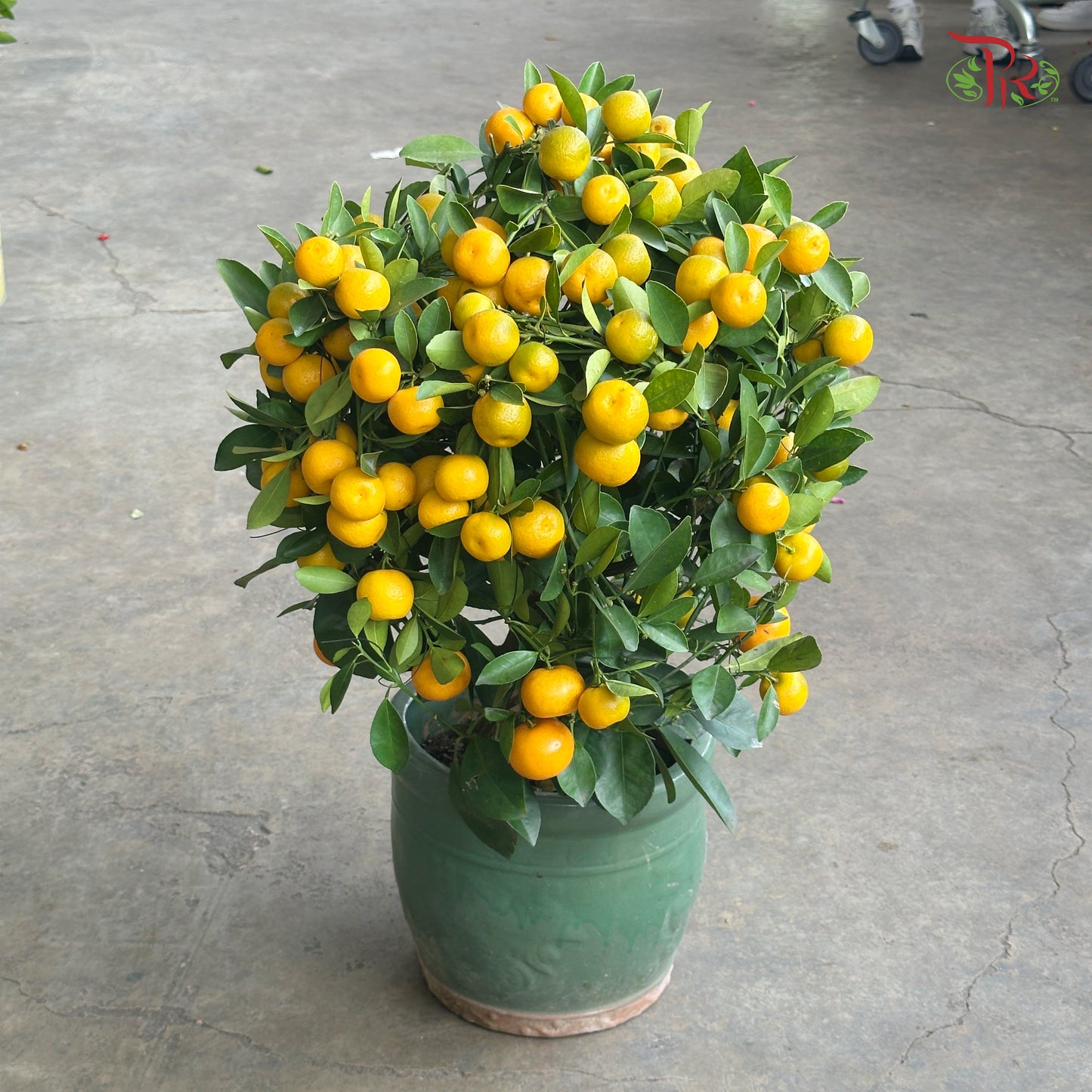 Four Season Lime Tree 四季桔子树