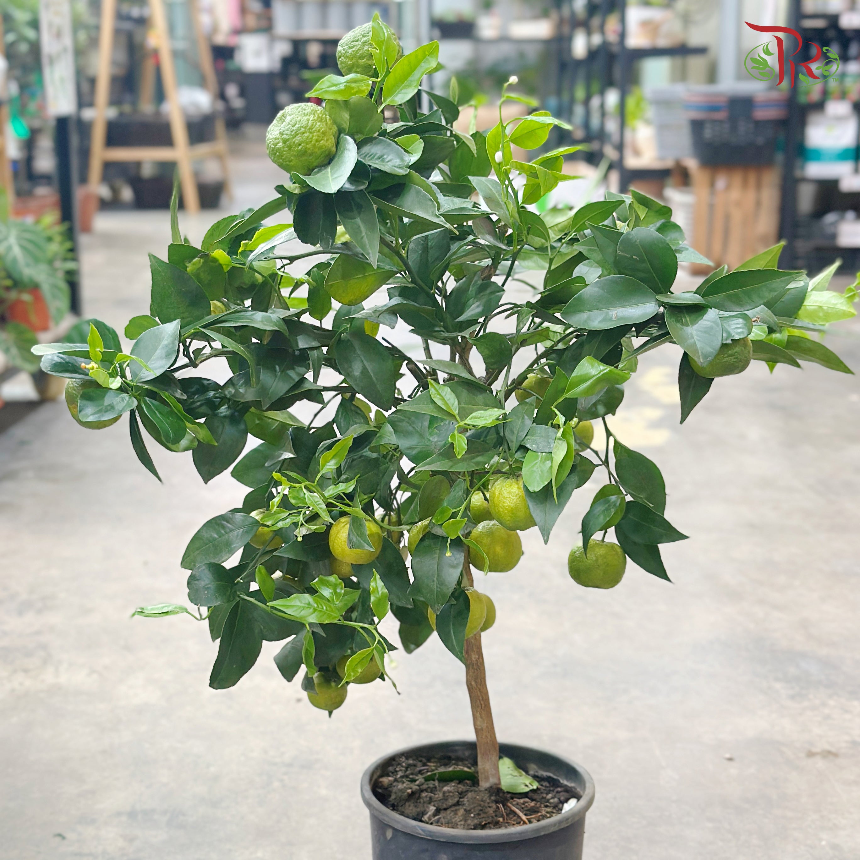 Citrus Microcarpa 210 - 70cm《金橘》