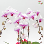 3in1 Orchids Arrangement With Pink Wrapping Cloth (Random Choose Orchid Color, Design & Deco) (With Deco Options)