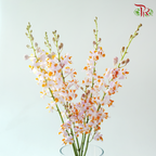 Mokara Orchid- Itten Purple Dhovo (5 Stems)