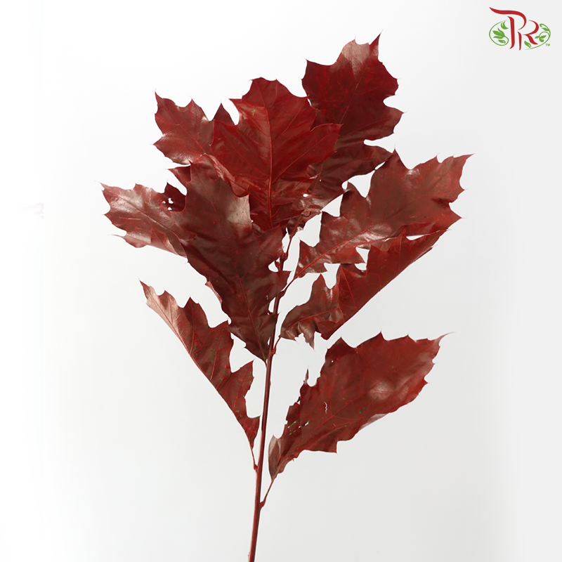 Quercus Leaf Dyed Red (10 Stems)