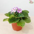 Saintpaulia 105P《紫罗兰》Y05 (Random Choose Colors)
