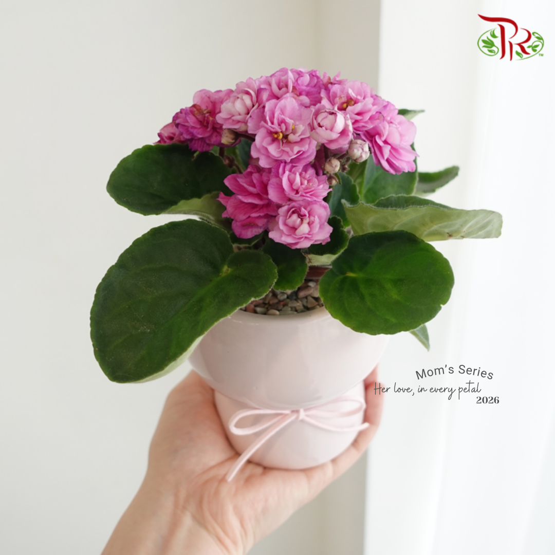 【Mum's Series】Blooming Love – African Violet 《绽放的紫罗兰》
