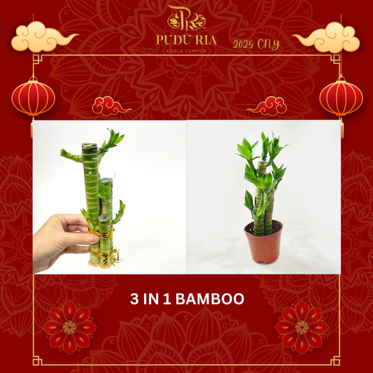 3IN1 Bamboo (with/ with soil)