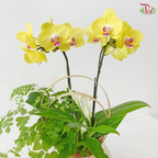 Whisper of Serenity Orchids Arrangement