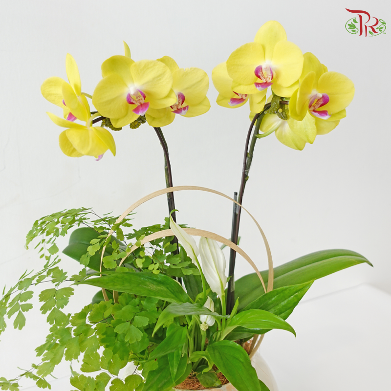 Whisper of Serenity Orchids Arrangement