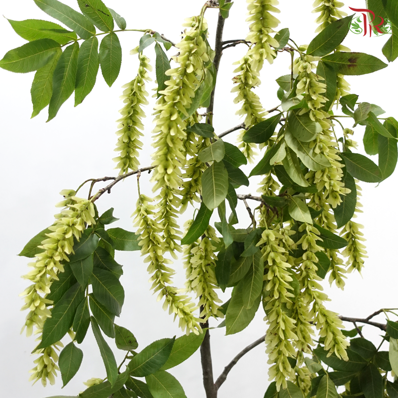 Xiao Feng Yang《小枫杨》(Per Bunch)