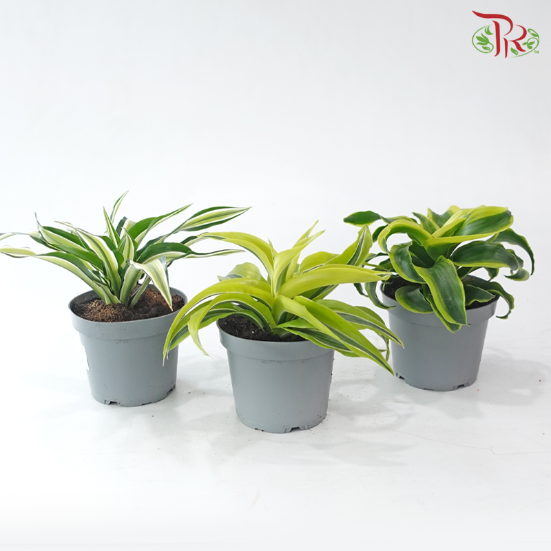 Dracaena  Fragrance Golden Sea 150P《铁树 巴西木》(Random Choose Plant)