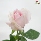 Rose - Pink Avalanche (10 Stems)