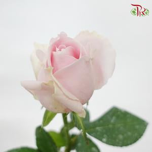 Rose - Pink Avalanche (10 Stems)