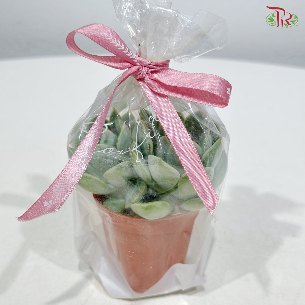 【Gift Series】Mini Pocket Succulent (Per Pot) (Random Choose Succulent)