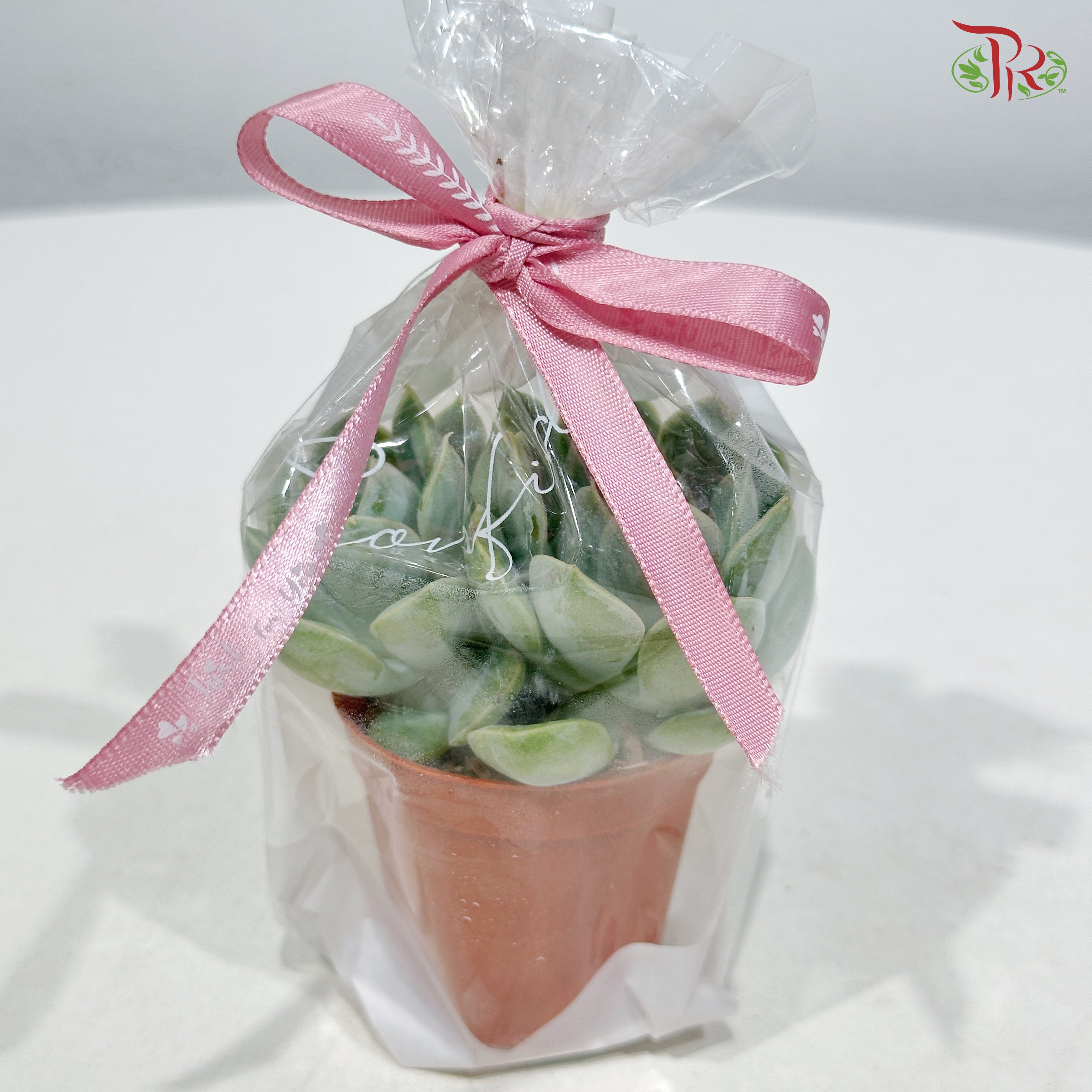 【Gift Series】Mini Pocket Succulent (Per Pot) (Random Choose Succulent)