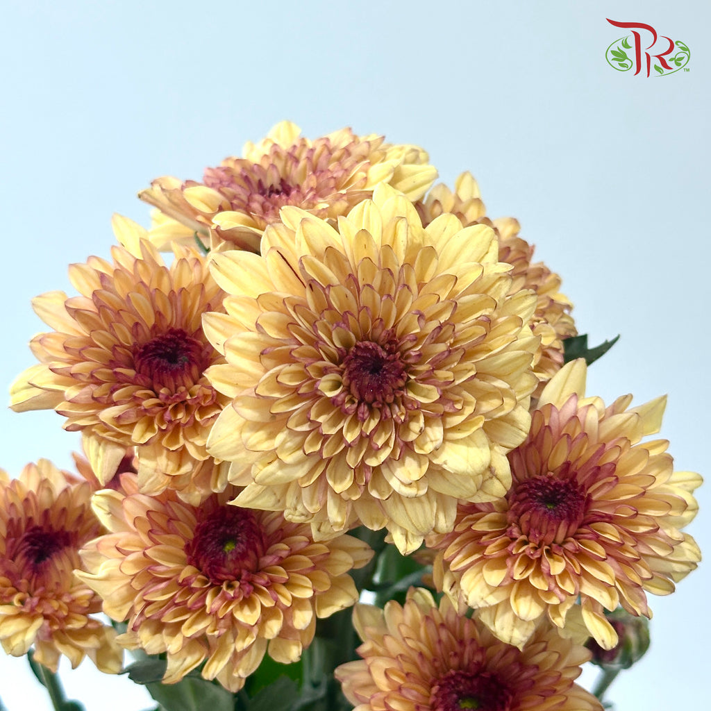 Chrysanthemum Pompom - Baltica Brown (12 Stems)