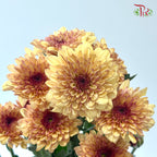 Chrysanthemum Pompom - Baltica Brown (12 Stems)