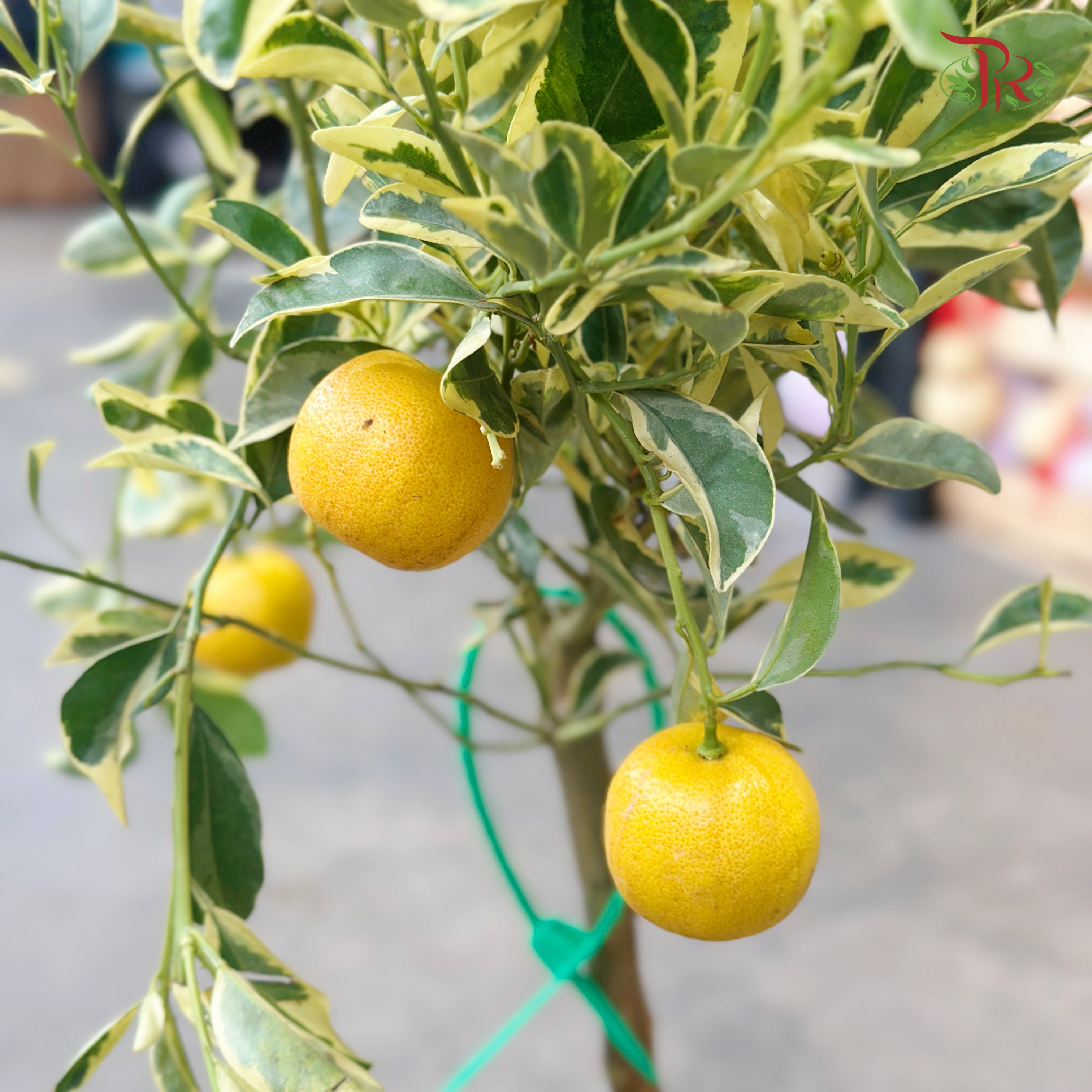 Citrus Pursha《甜来檬》