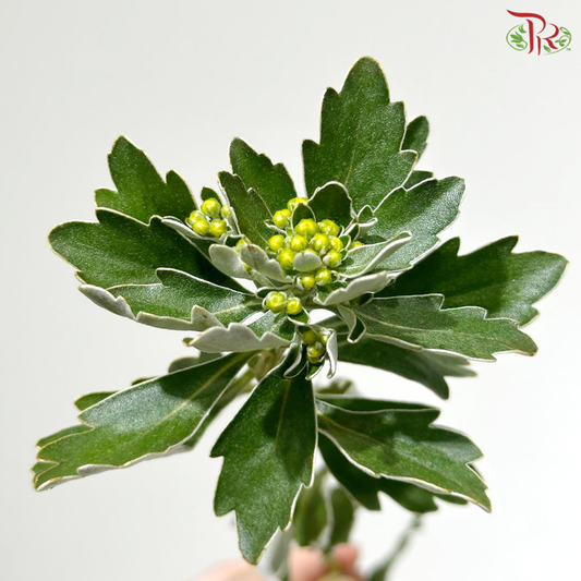 Ajania Fastigiata (Per Bunch)