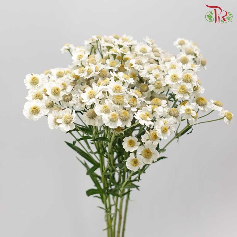 Achillea - White (5 Stems)