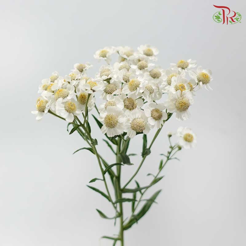 Achillea - White (5 Stems)