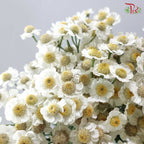 Achillea - White (5 Stems)