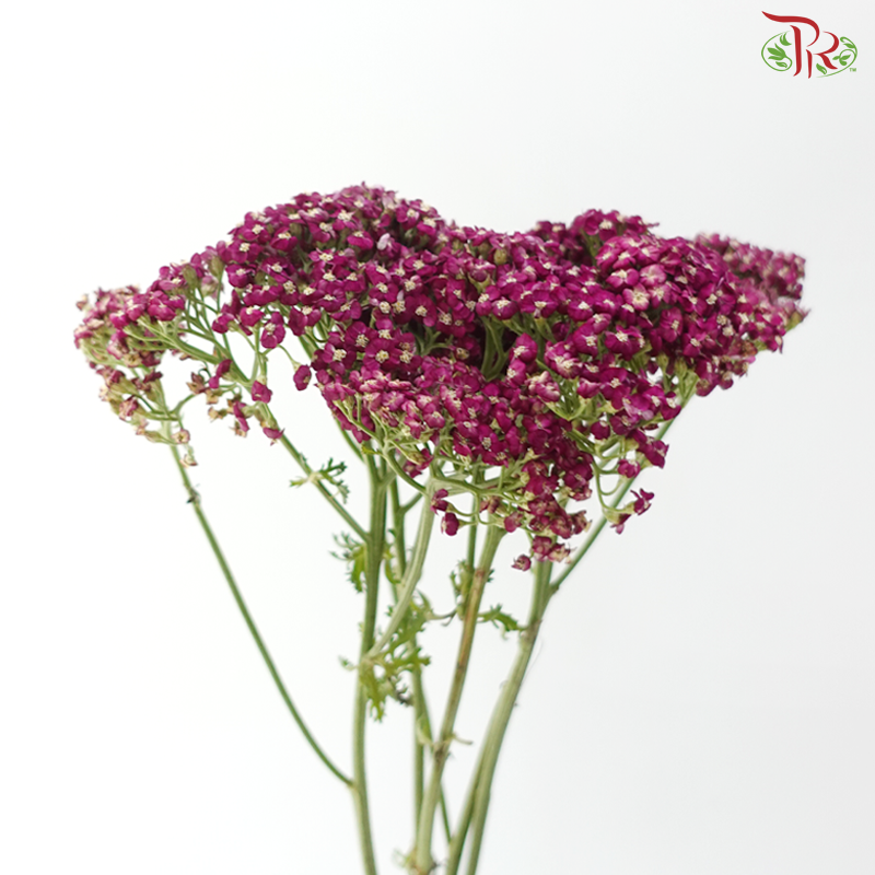 Achillea / Yarrow - Dark Magenta (5 Stems)