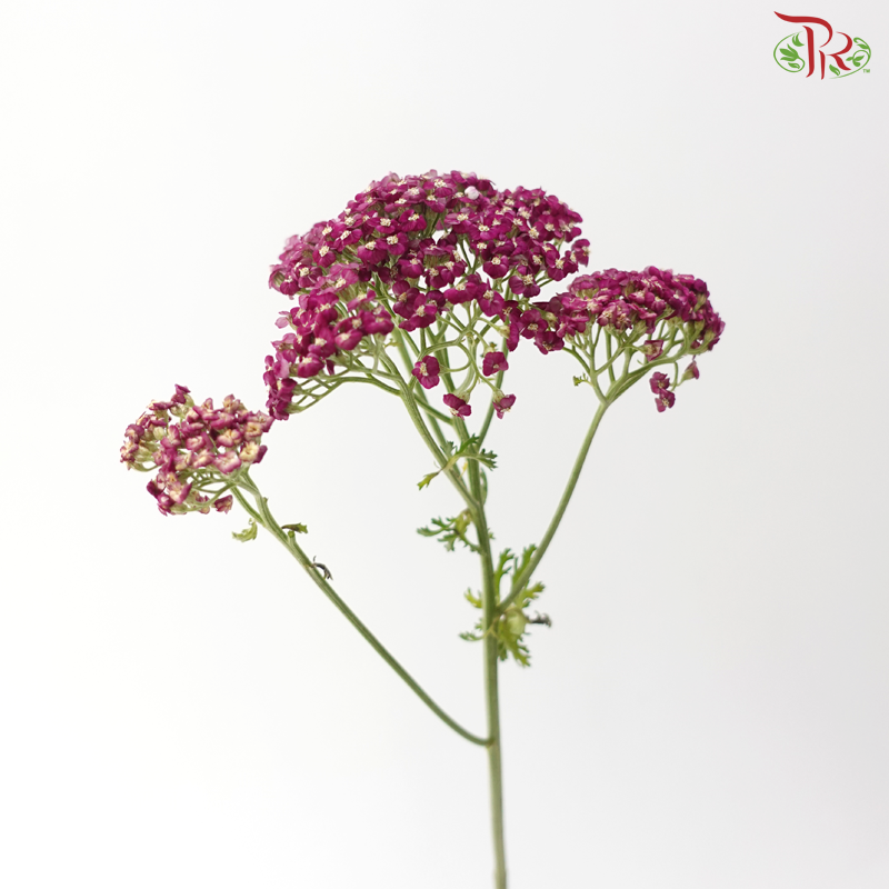 Achillea / Yarrow - Dark Magenta (5 Stems)