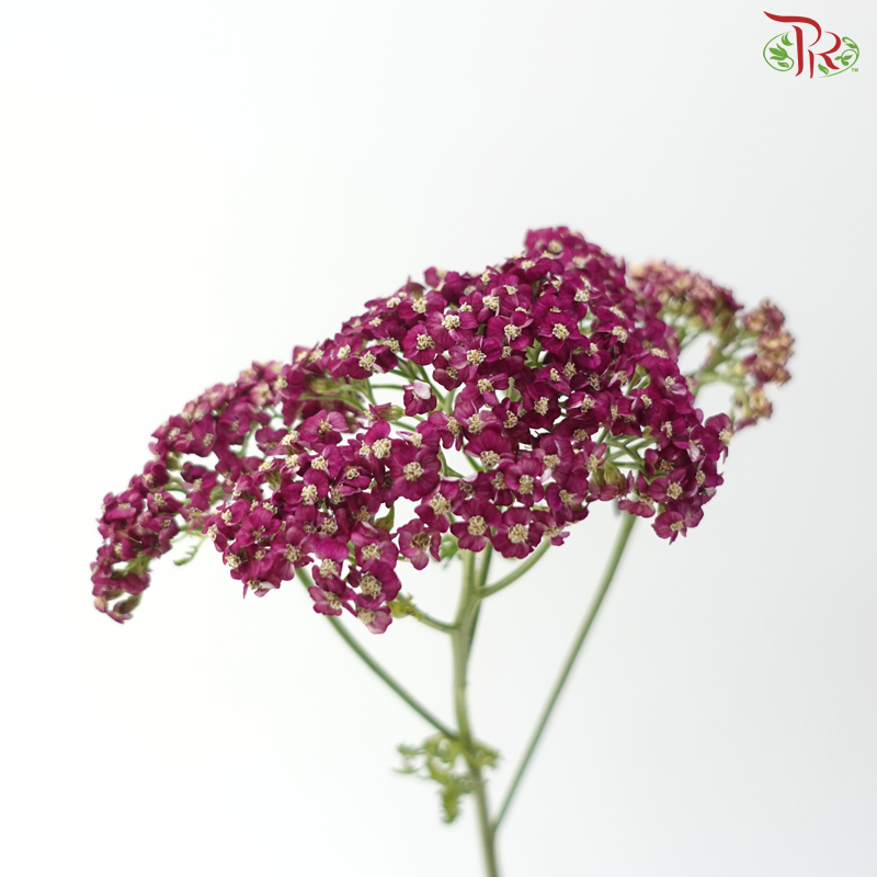Achillea / Yarrow - Dark Magenta (5 Stems)