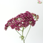 Achillea / Yarrow - Dark Magenta (5 Stems)